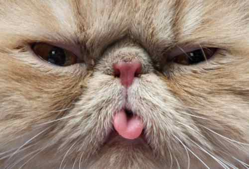 Cat-tongue-lolz.jpg